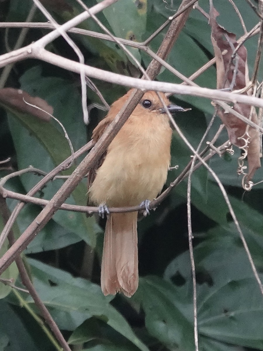 Cinnamon Attila - ML646413394