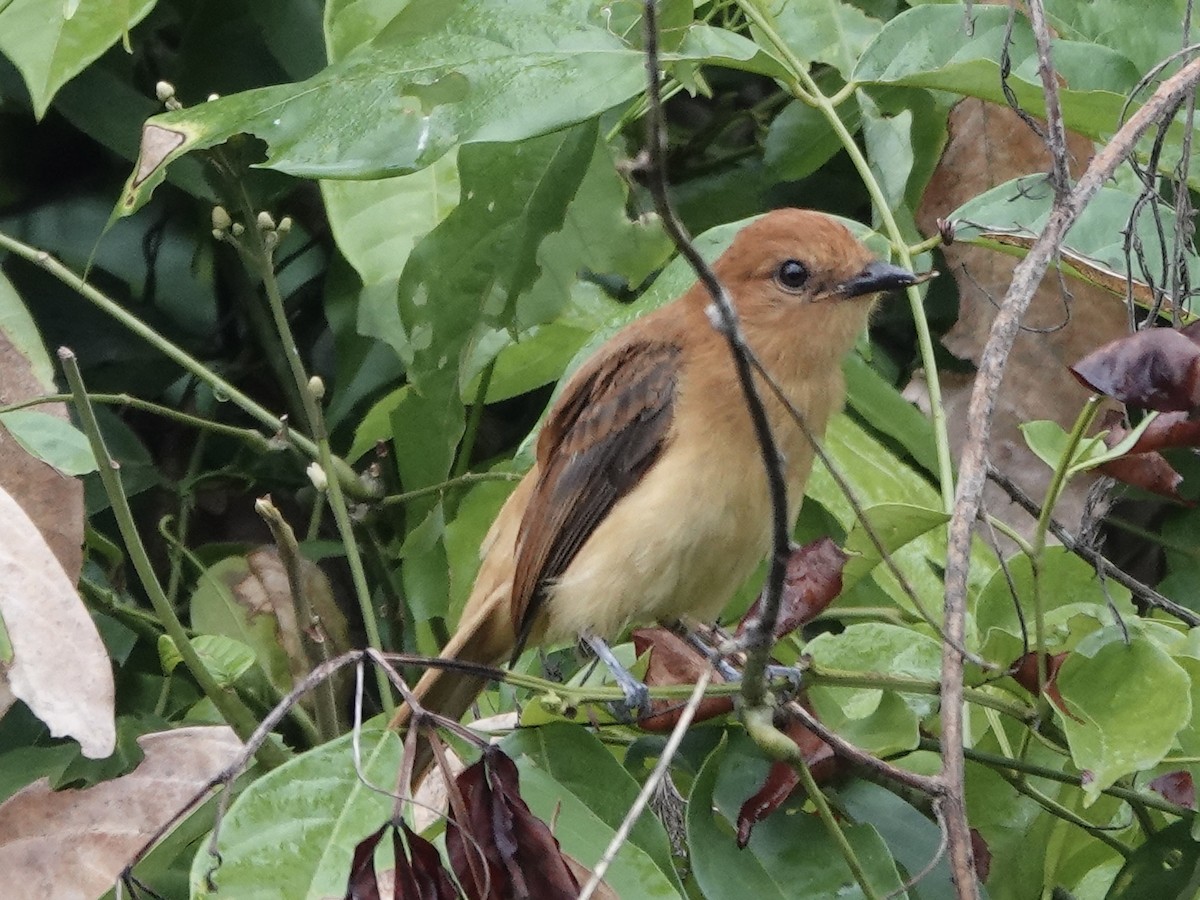 Cinnamon Attila - ML646413395