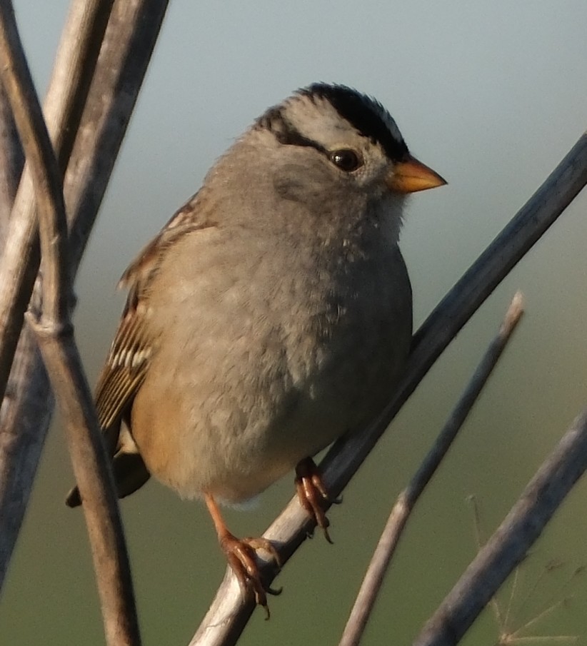 White-crowned Sparrow - ML646413401