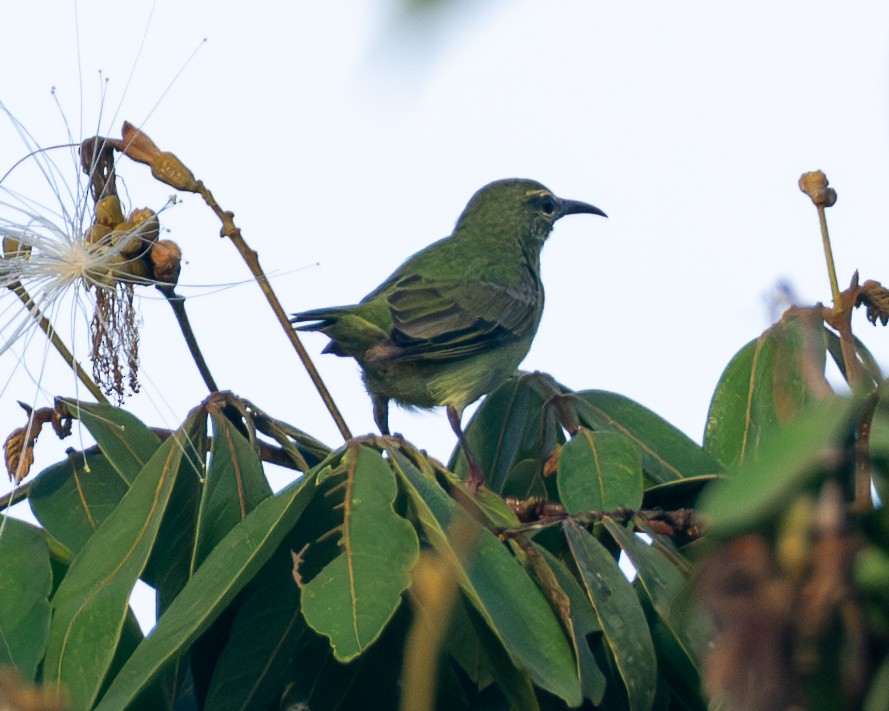 Red-legged Honeycreeper - ML646413406