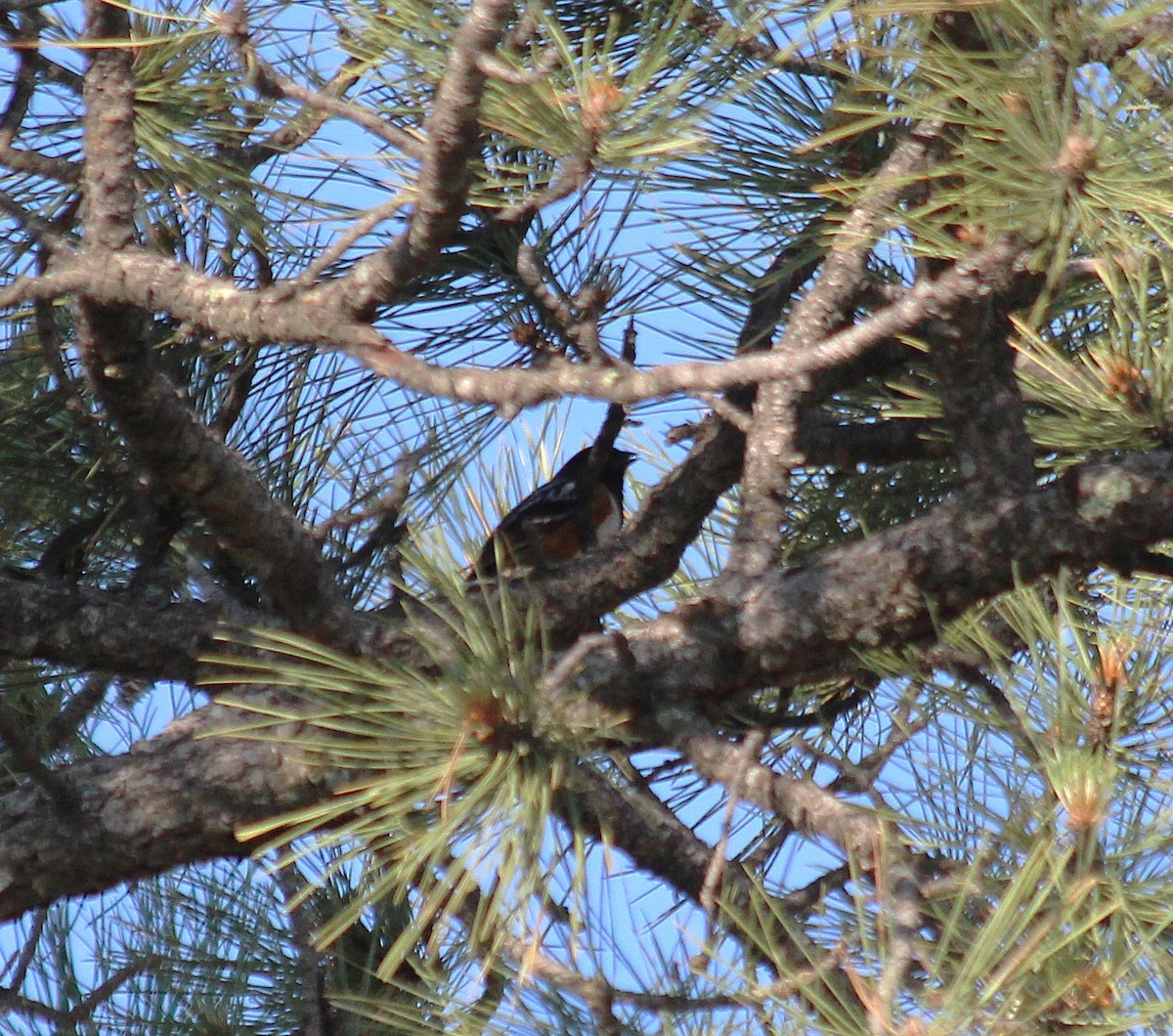 Spotted Towhee - ML646413412