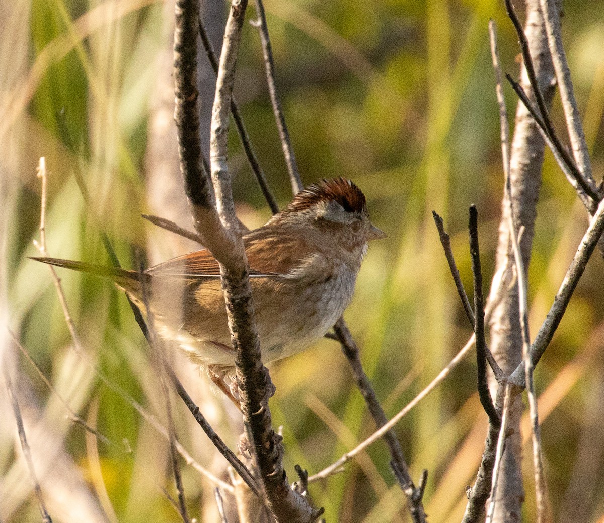 Swamp Sparrow - ML646413413