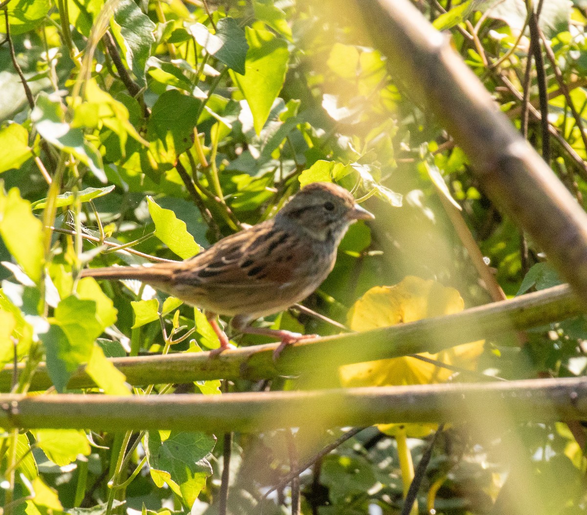 Swamp Sparrow - ML646413414