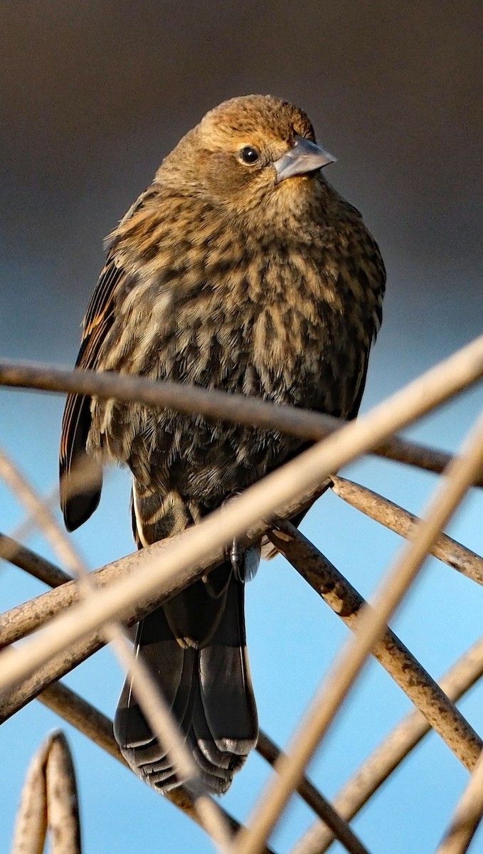 Red-winged Blackbird - ML646413415