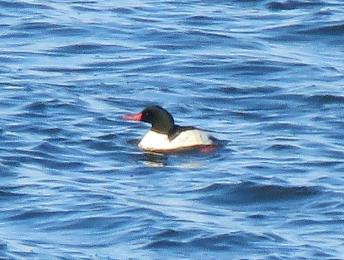 Common Merganser - ML646413416