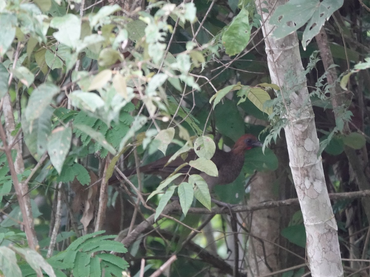 Chestnut-headed Chachalaca - ML646413417