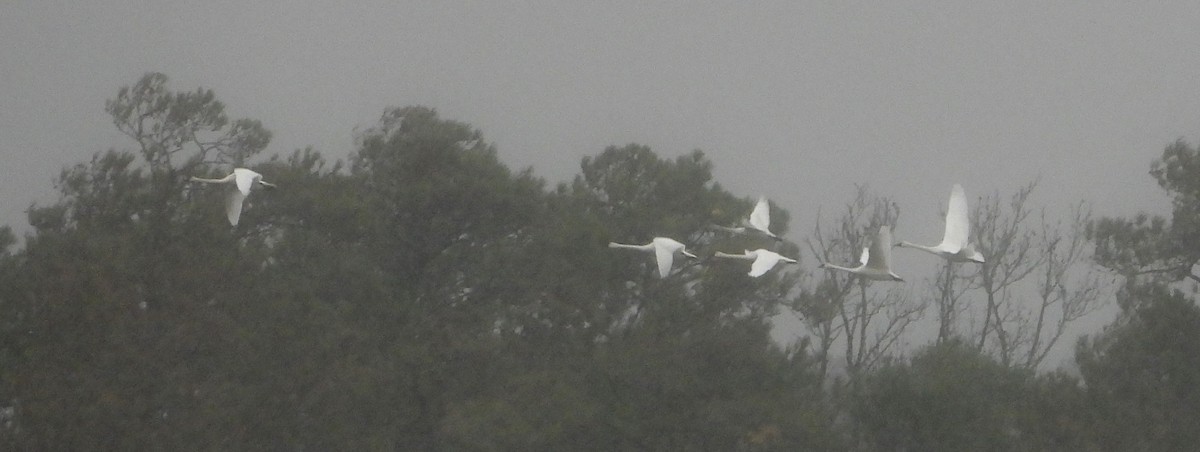 labuť malá - ML646413418