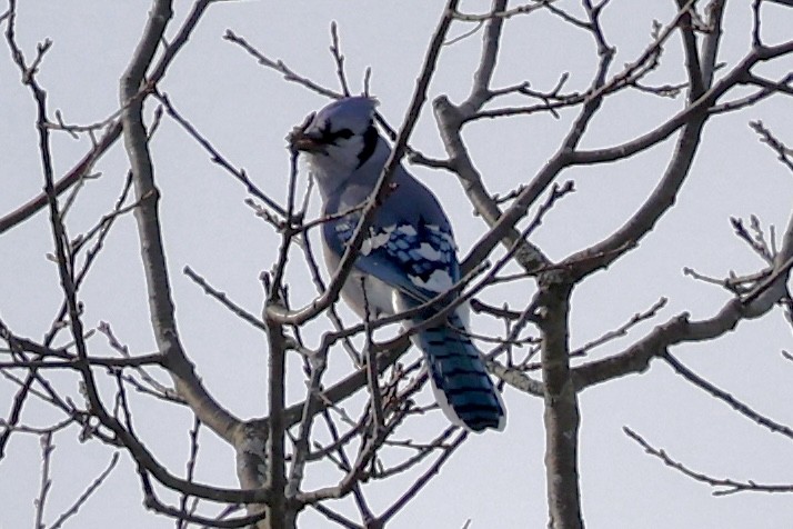 Blue Jay - ML646413421