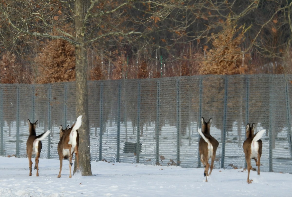Cervo coda bianca - ML646413422