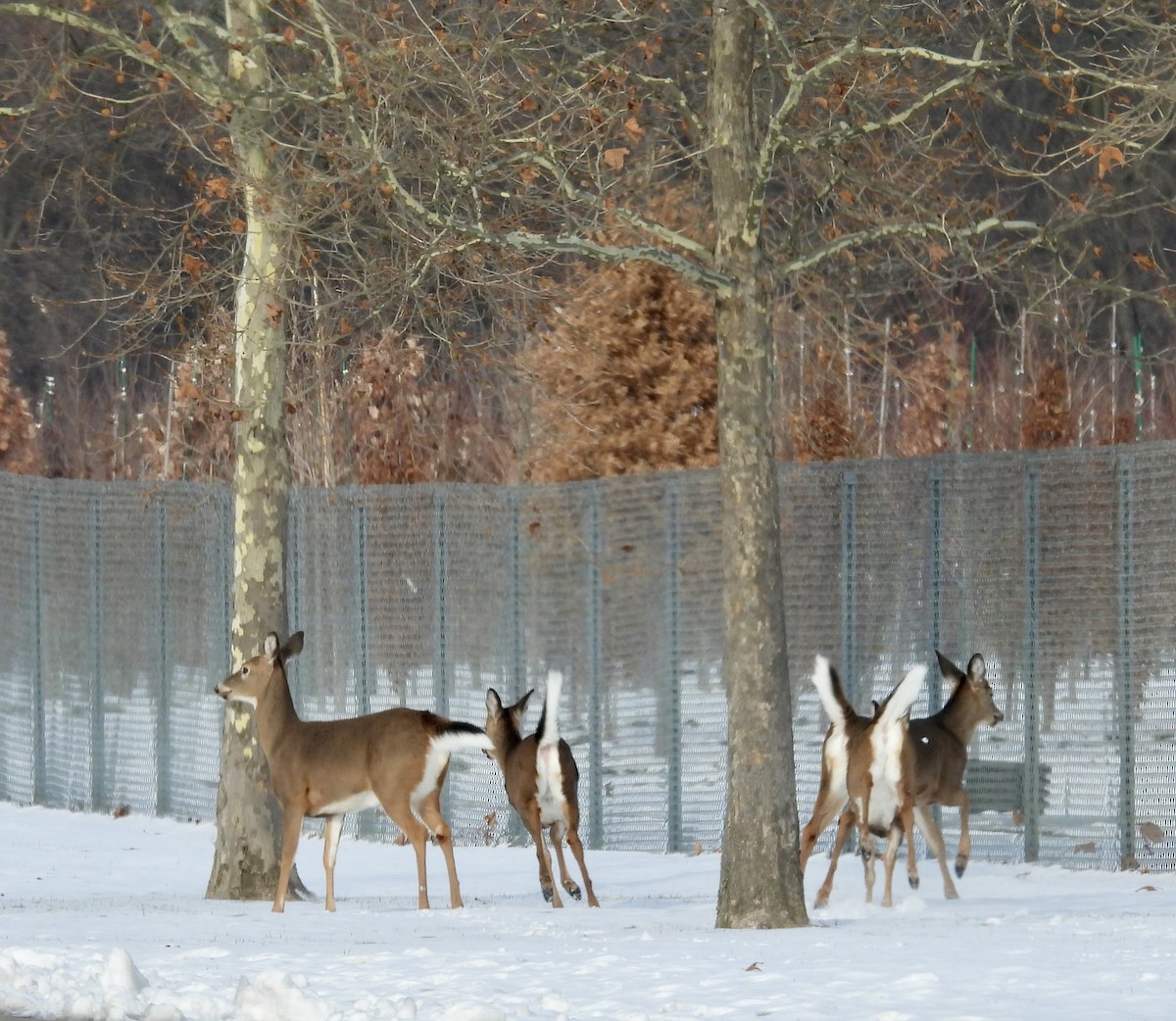 Cervo coda bianca - ML646413423