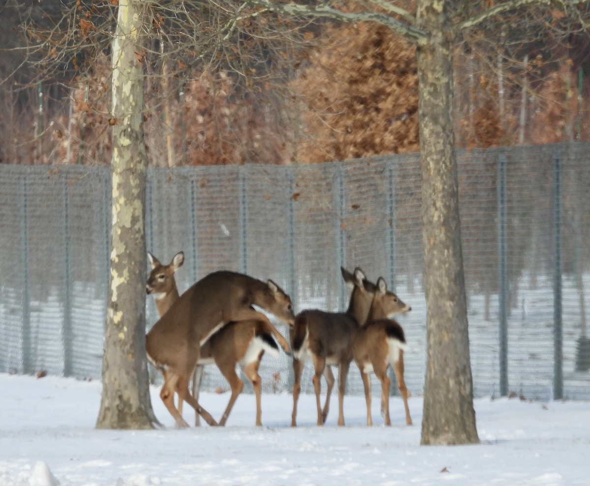 Cervo coda bianca - ML646413424