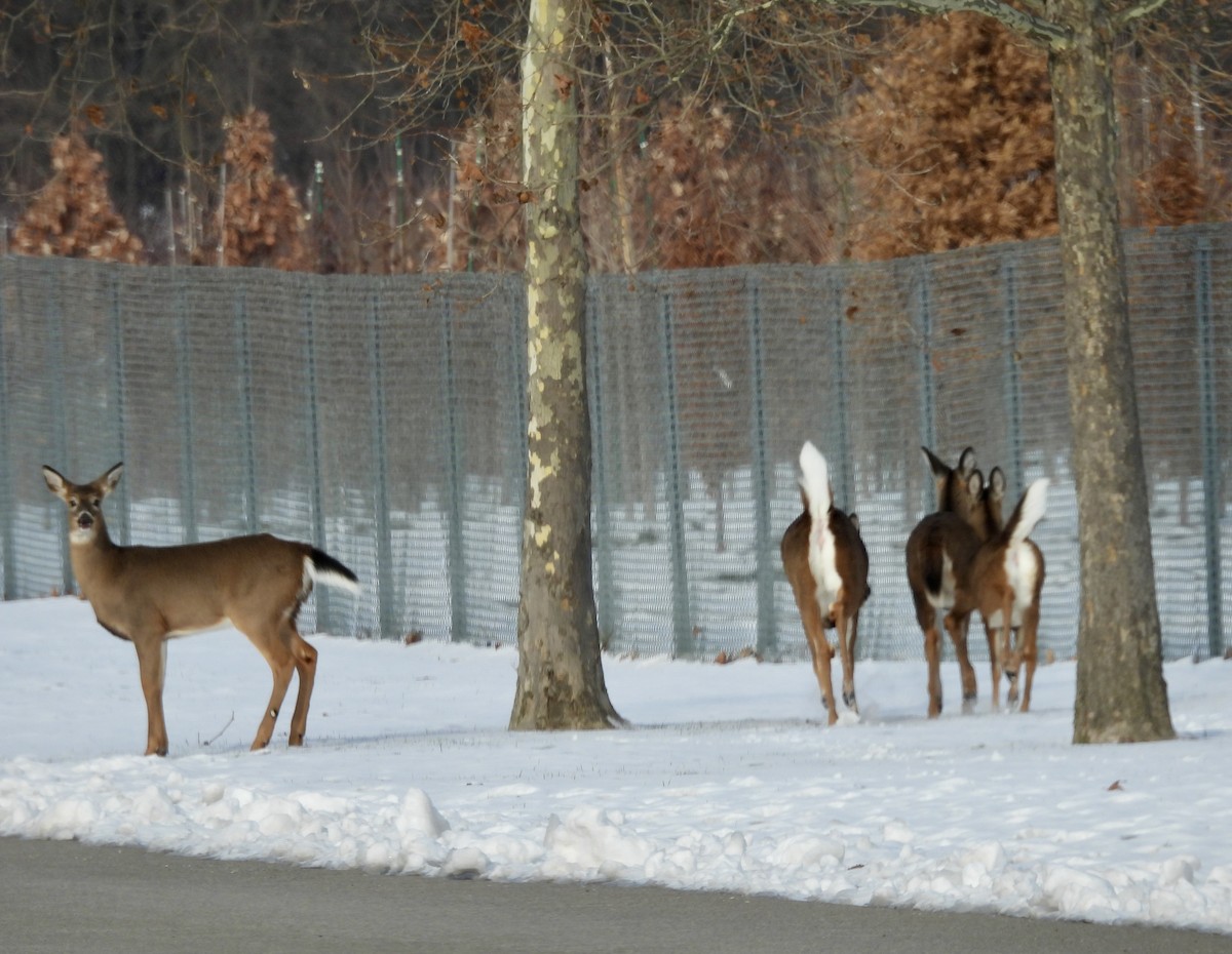 Cervo coda bianca - ML646413425