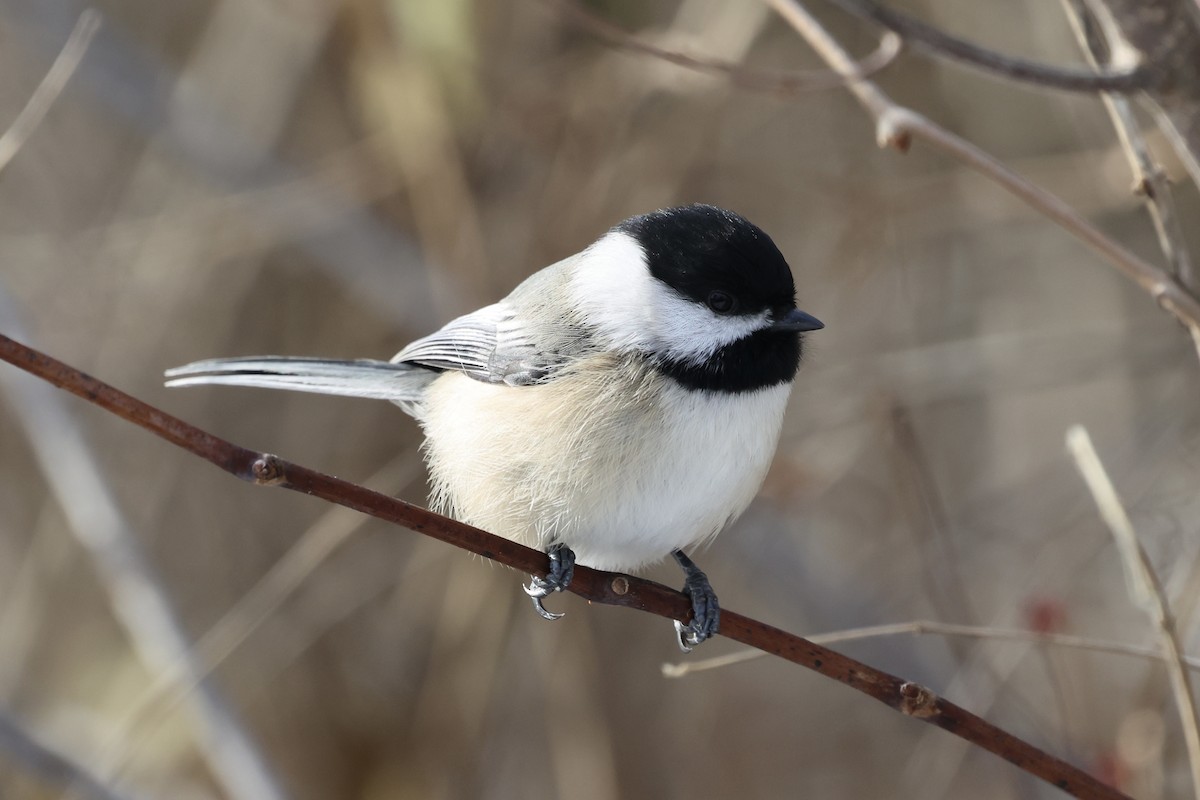 Black-capped Chickadee - ML646413426
