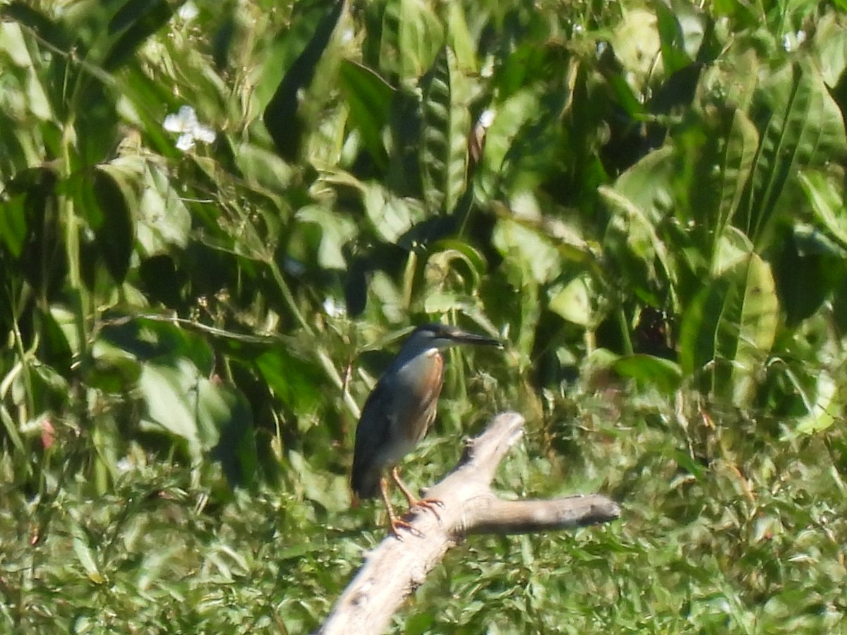 Striated Heron - ML646413427