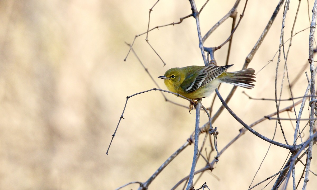 Pine Warbler - ML646413430