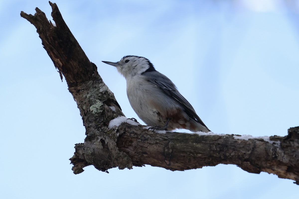 White-breasted Nuthatch - ML646413431