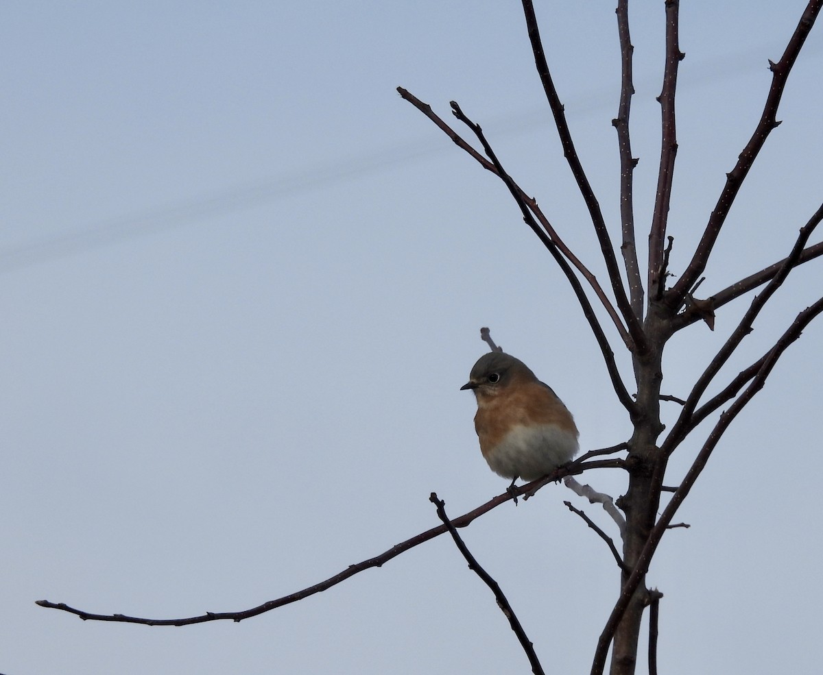Eastern Bluebird - ML646413433