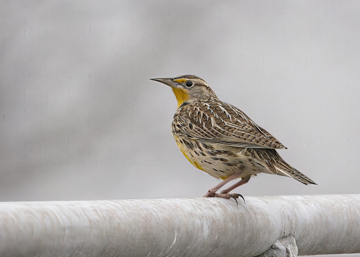 Western Meadowlark - ML646413434