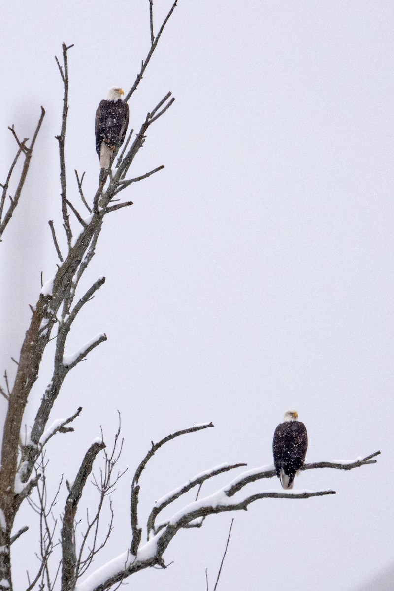 Bald Eagle - ML646413435