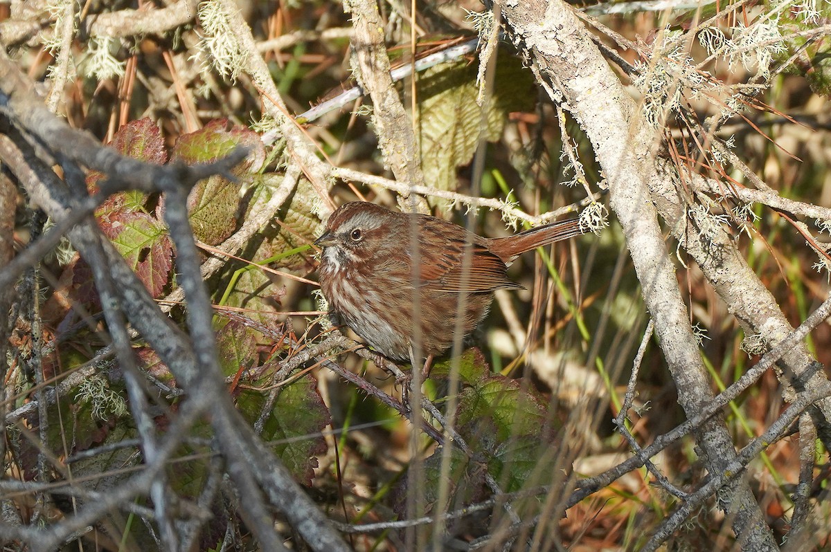 Song Sparrow (montana/merrilli) - ML646413438