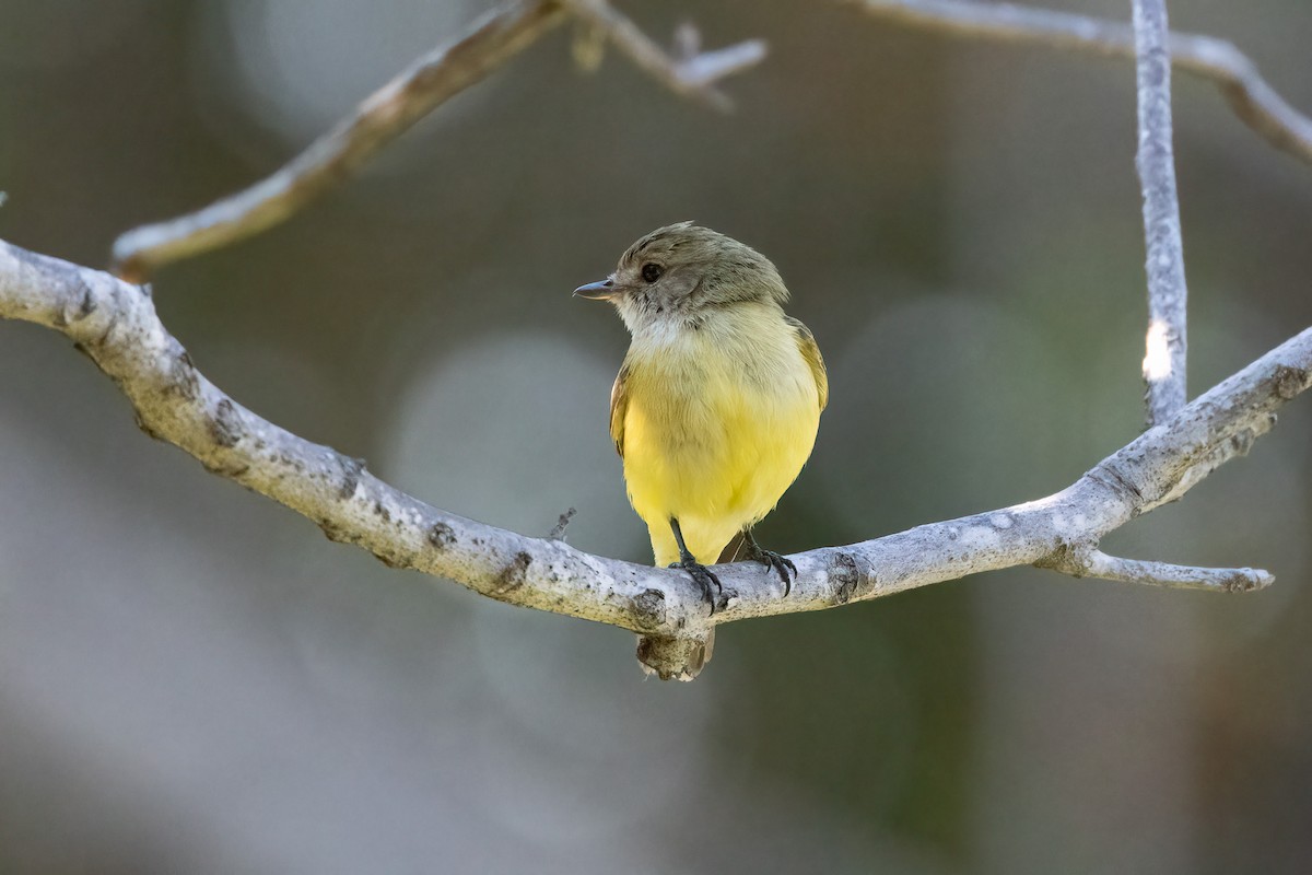 レモンオリーブヒタキ - ML646413439