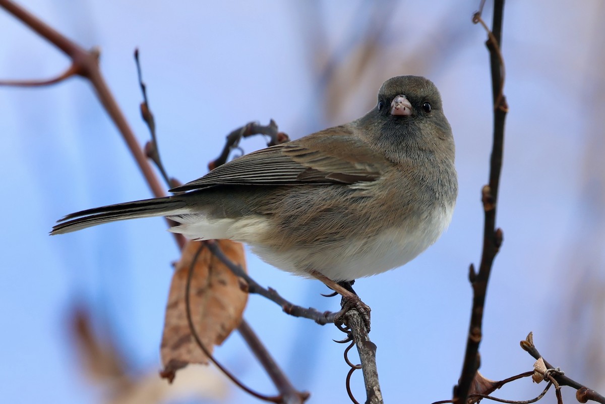 Dark-eyed Junco - ML646413440