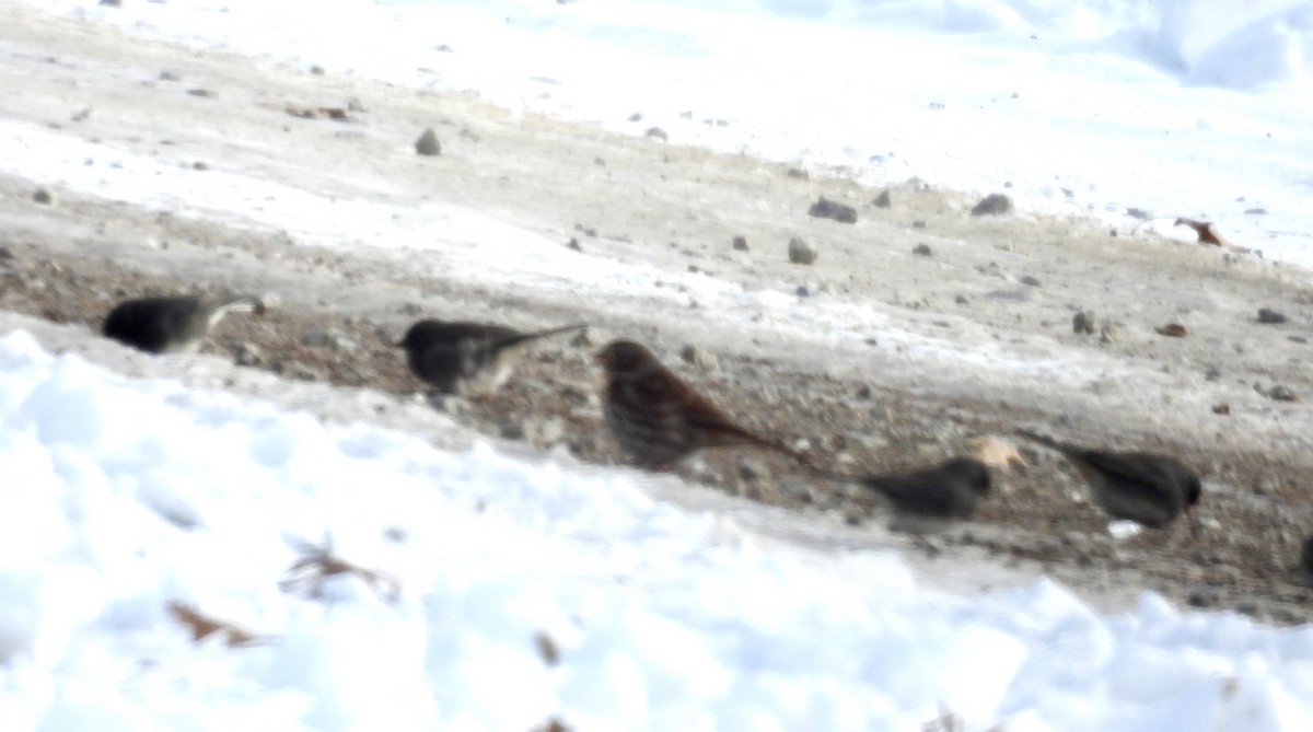 ゴマフスズメ（iliaca／zaboria） - ML646413441