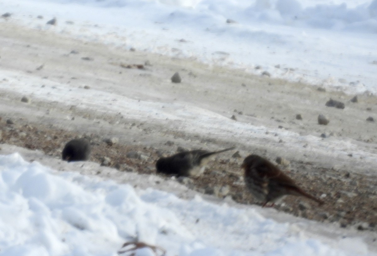 ゴマフスズメ（iliaca／zaboria） - ML646413442