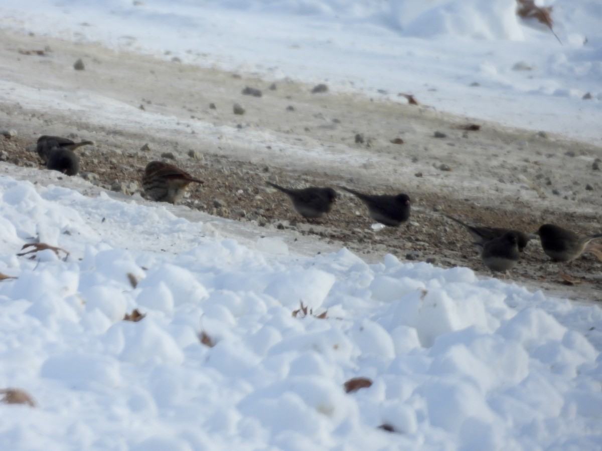 Dark-eyed Junco (Slate-colored) - ML646413446