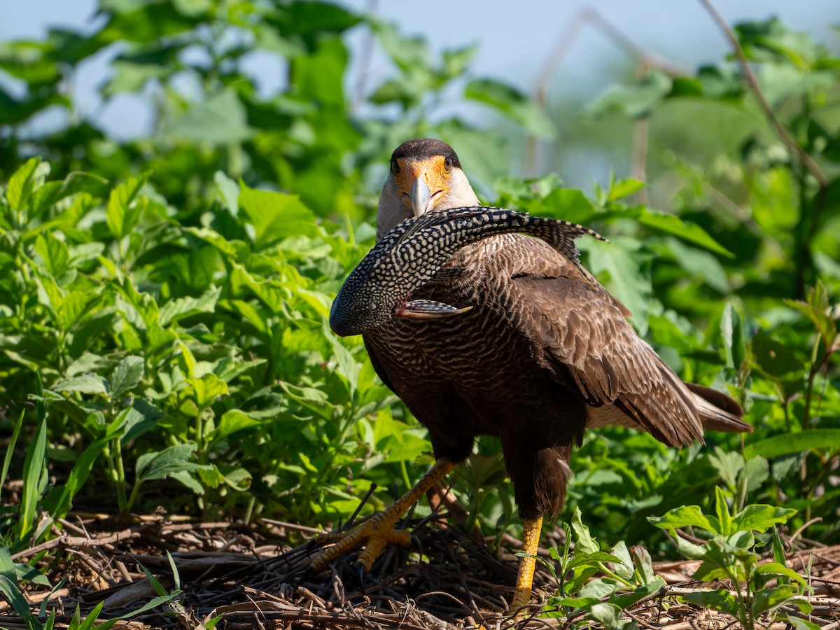 Crested Caracara - ML646413447