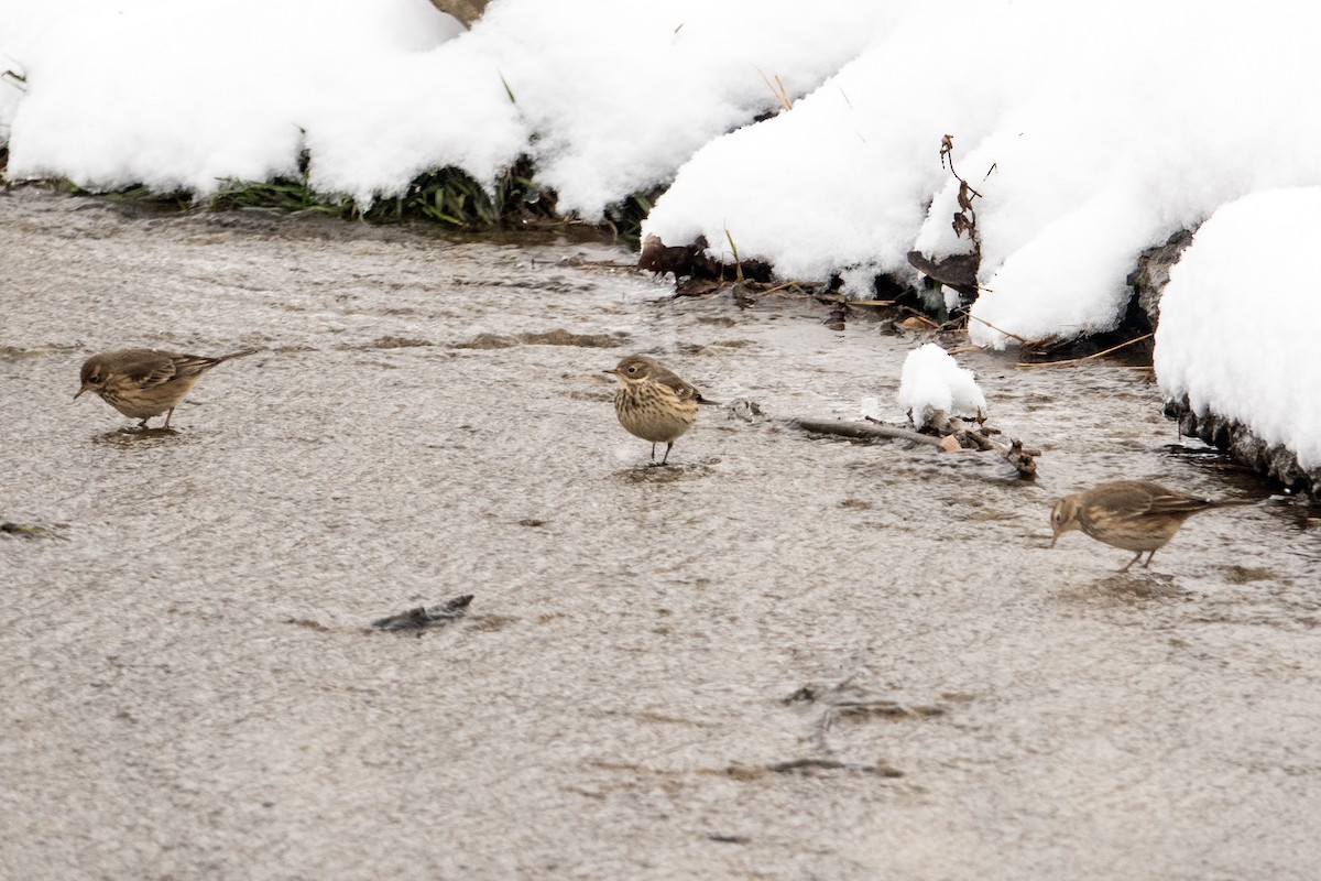 Spioncello del Pacifico - ML646413448