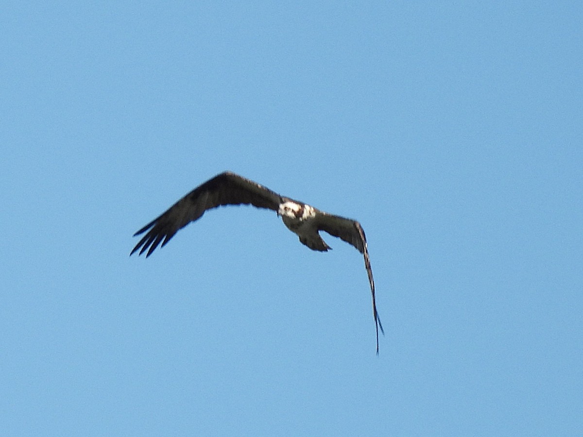 Osprey - ML646413449