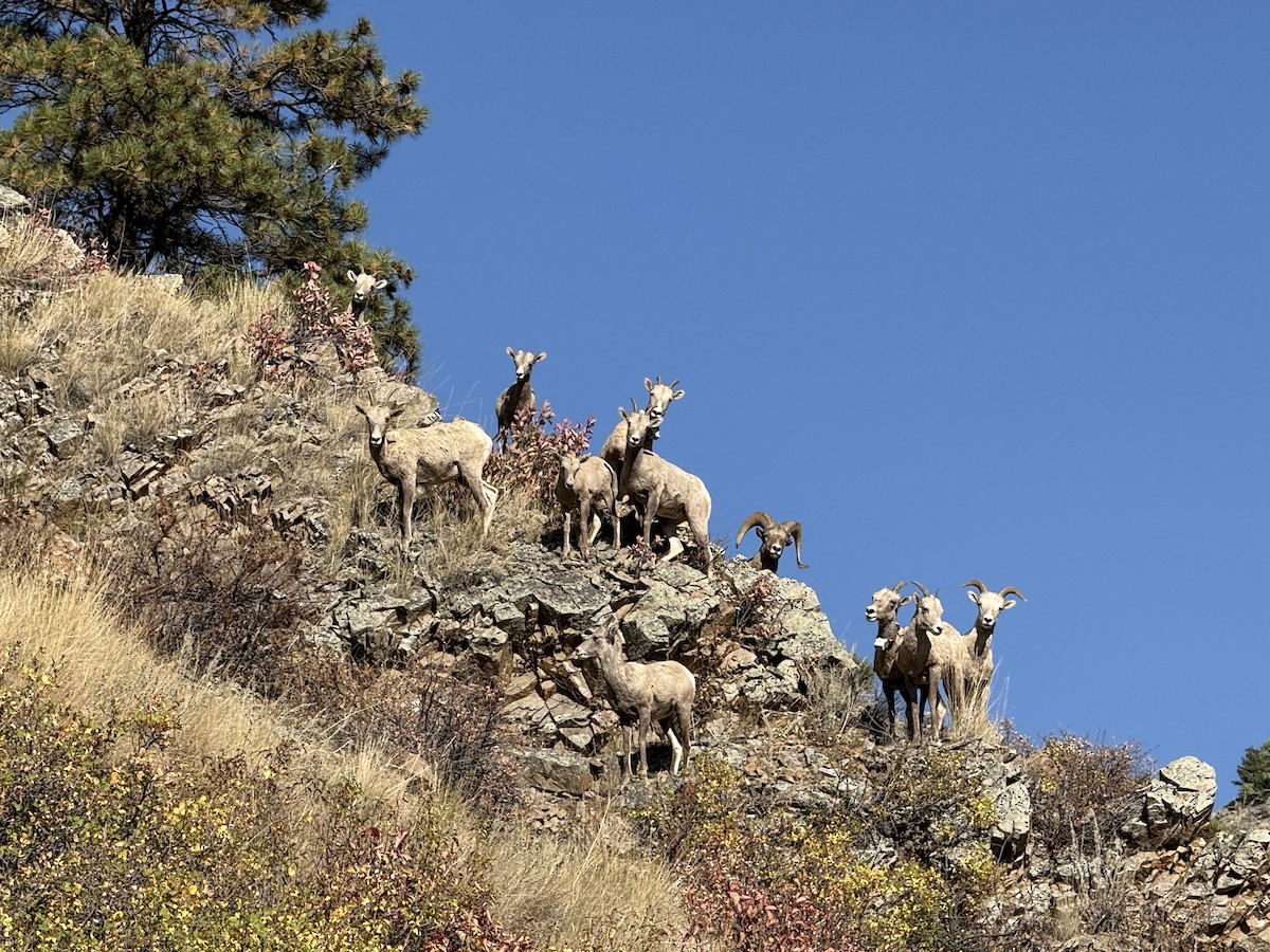 Animals - ML646413452