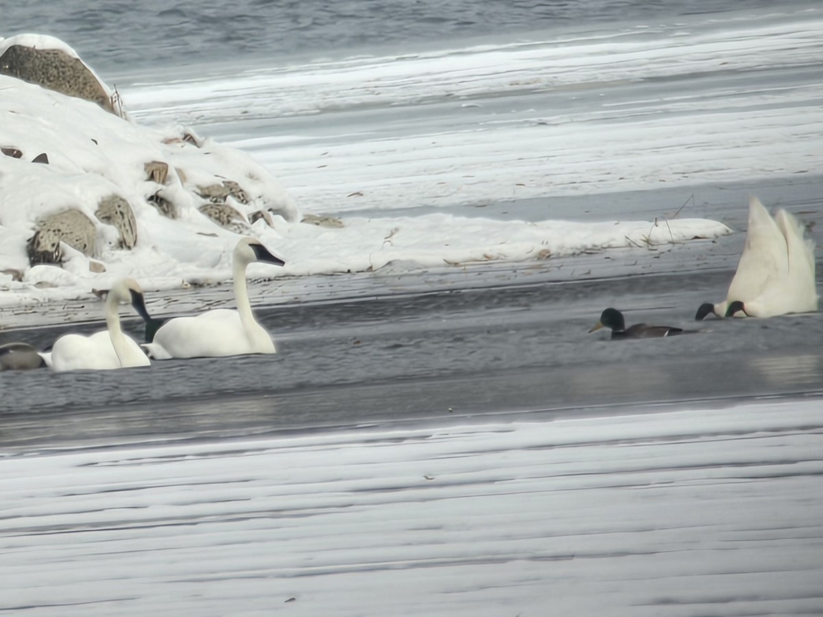 Trumpeter Swan - ML646413453