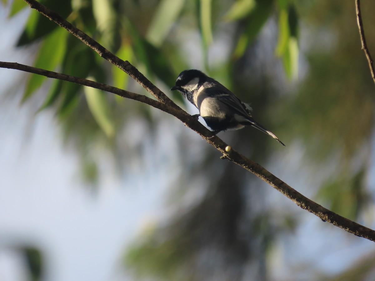 Asian Tit - ML646413455