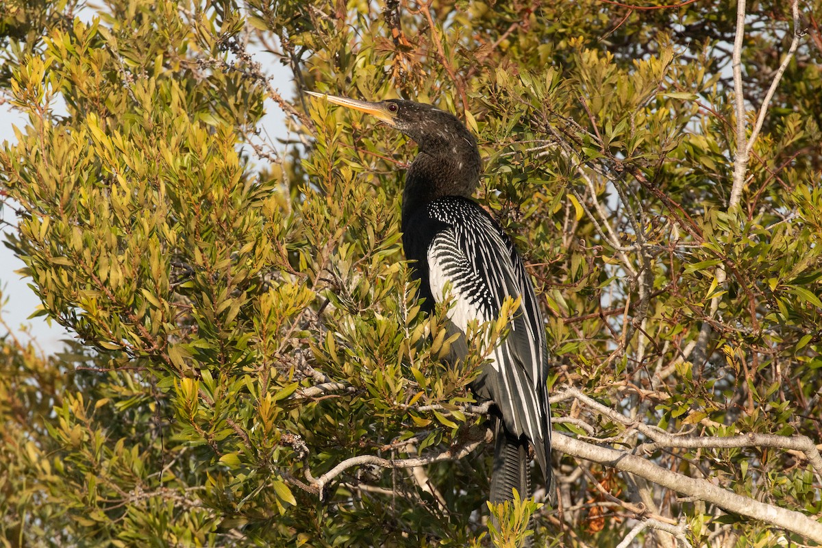 anhinga americká - ML646413456