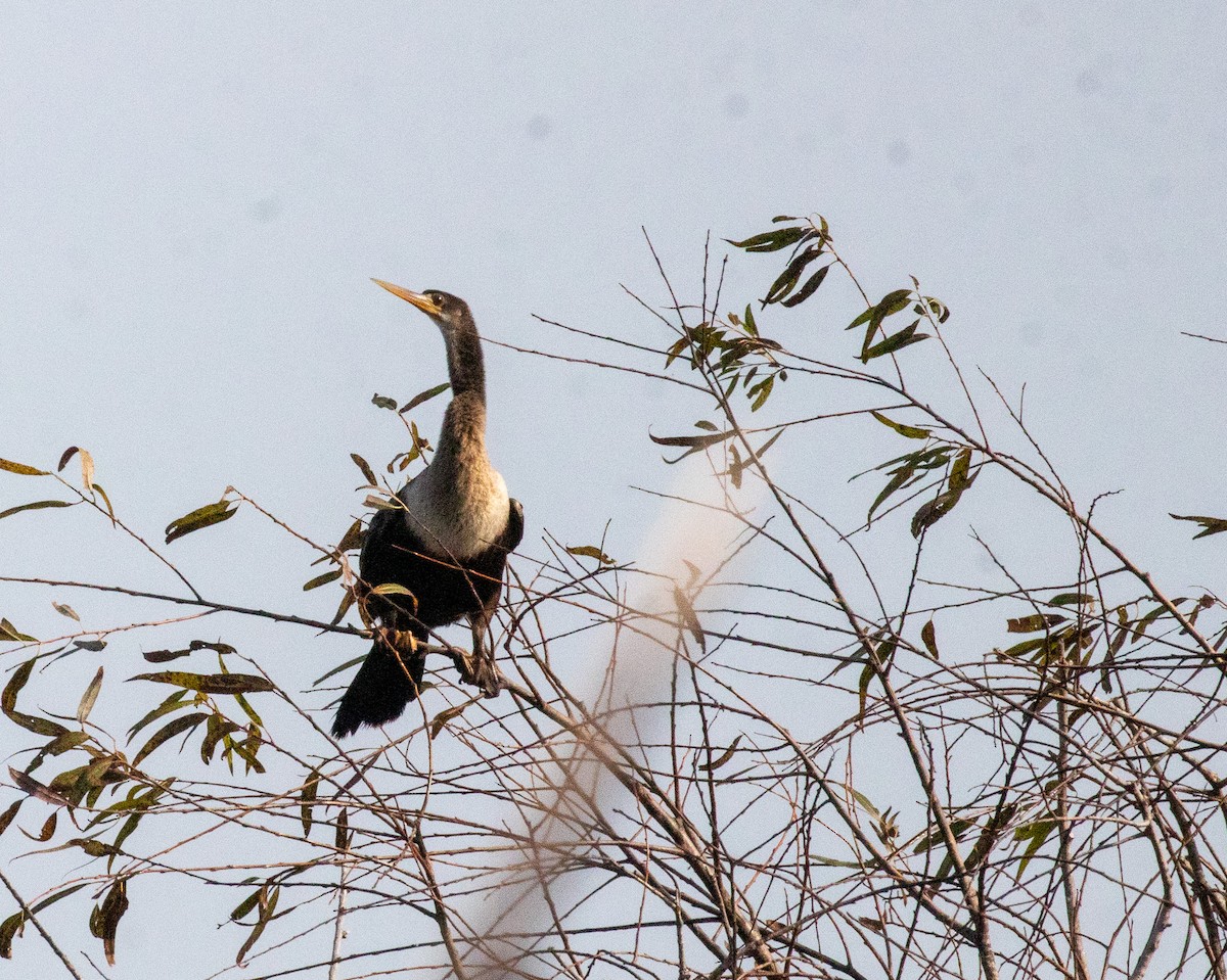 anhinga americká - ML646413457