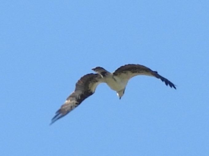 Osprey - ML646413458