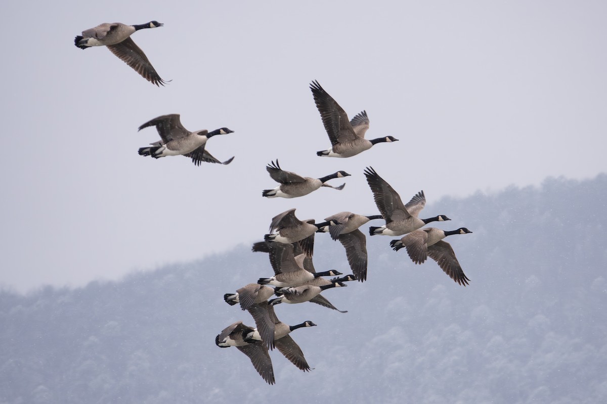 Oca canadese maggiore - ML646413459