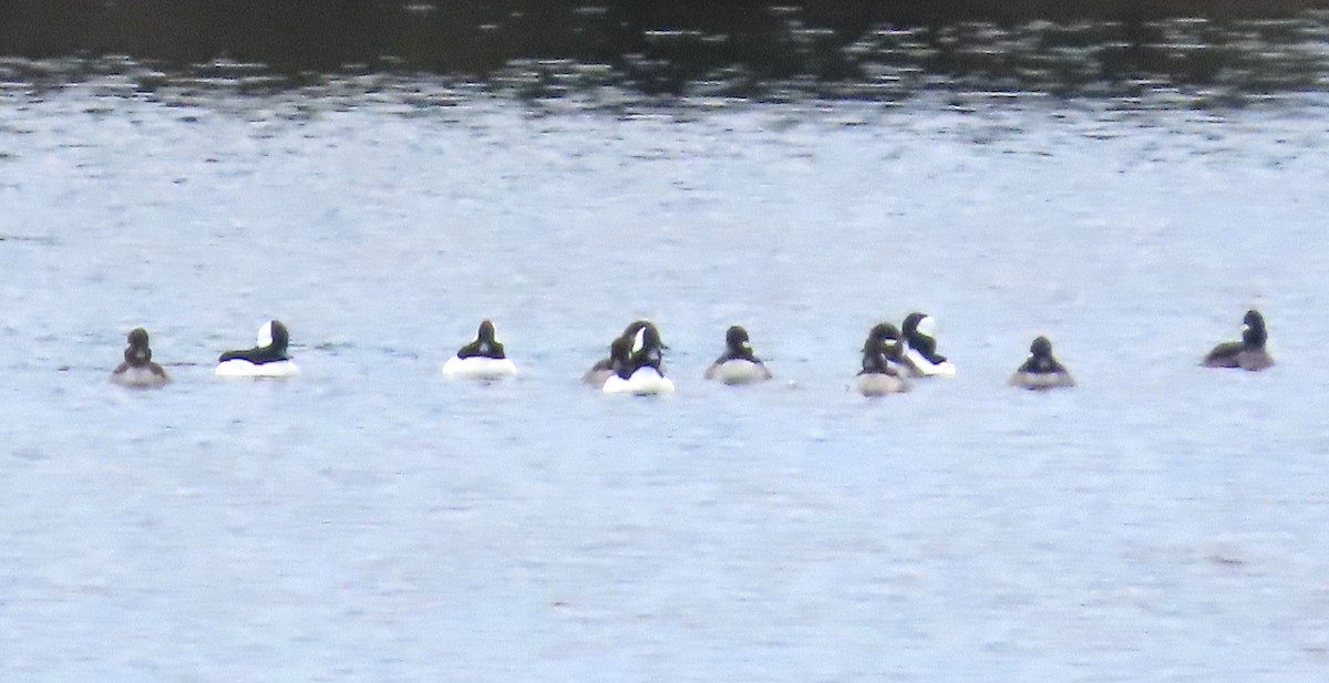 Bufflehead - ML646413460