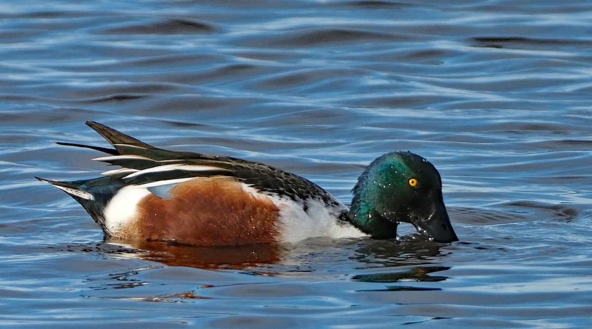 Northern Shoveler - ML646413461