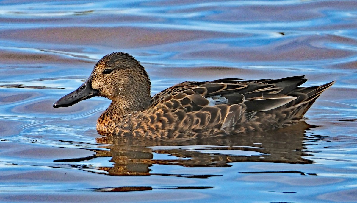 Northern Shoveler - ML646413462