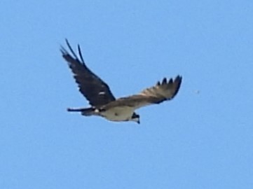 Osprey - ML646413463