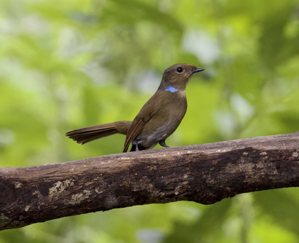 Large Niltava - ML646413464