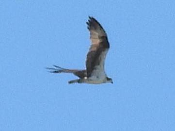 Osprey - ML646413465