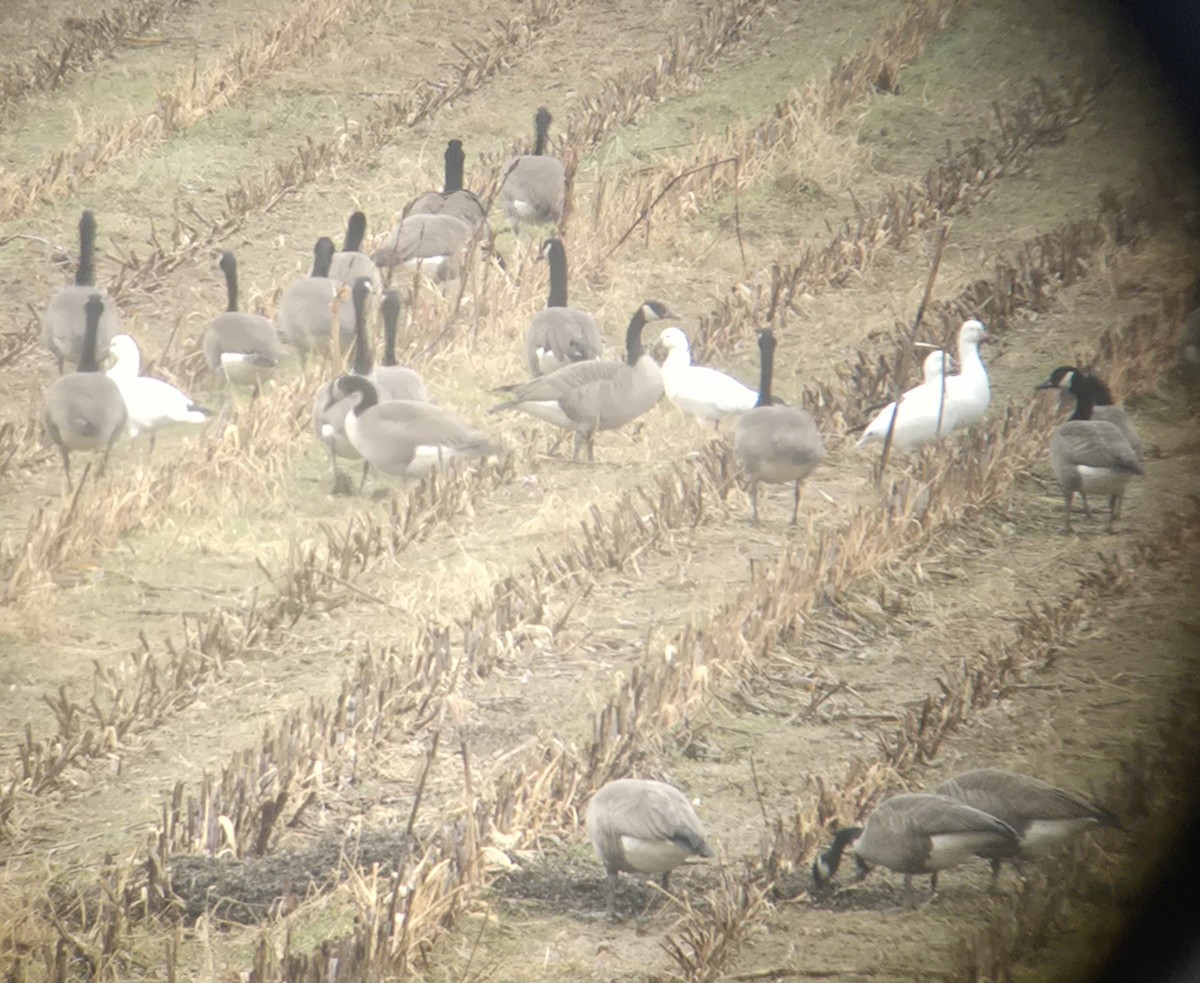 Ross's Goose - ML646413469