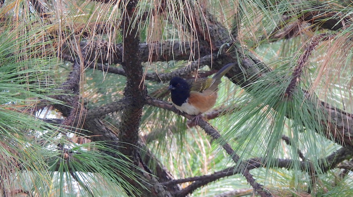 Spotted Towhee (Olive-backed) - ML646413470