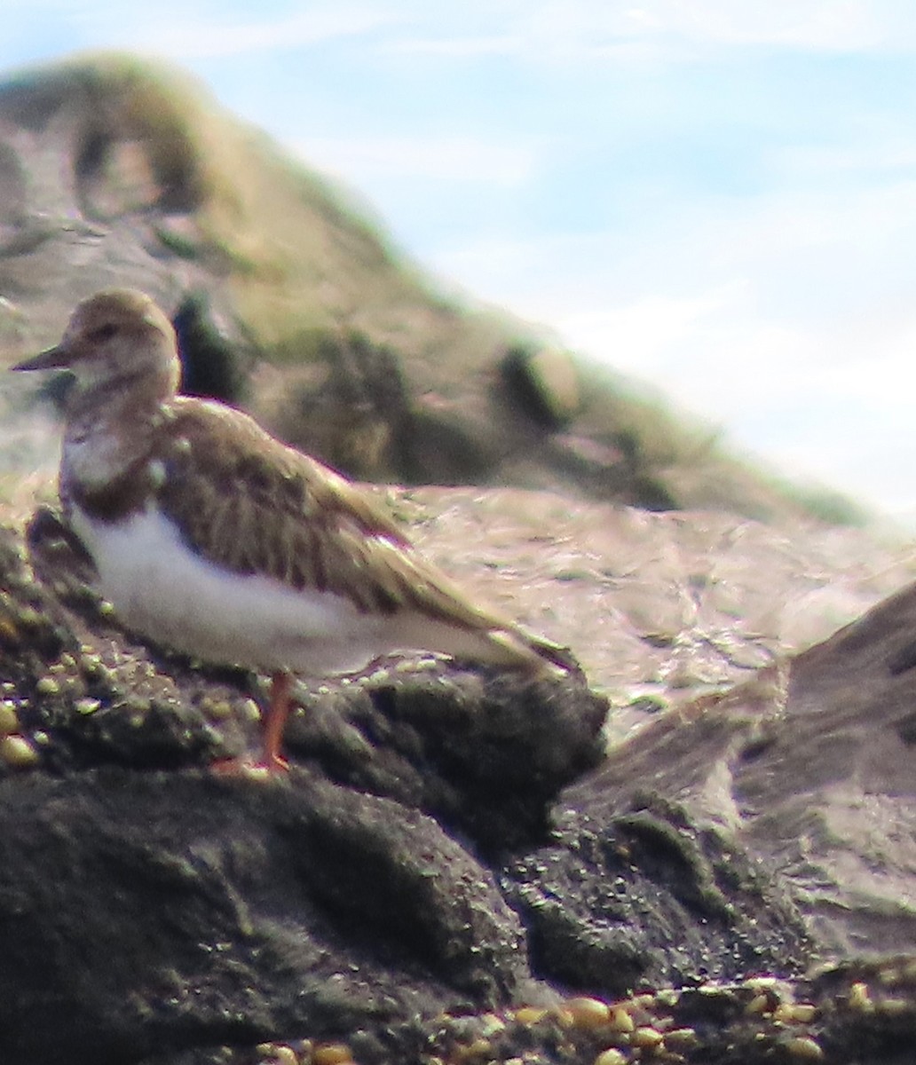 Ruddy Turnstone - ML646413471
