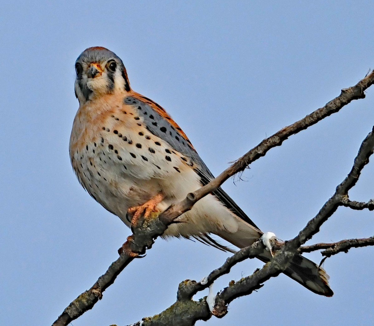 American Kestrel - ML646413472