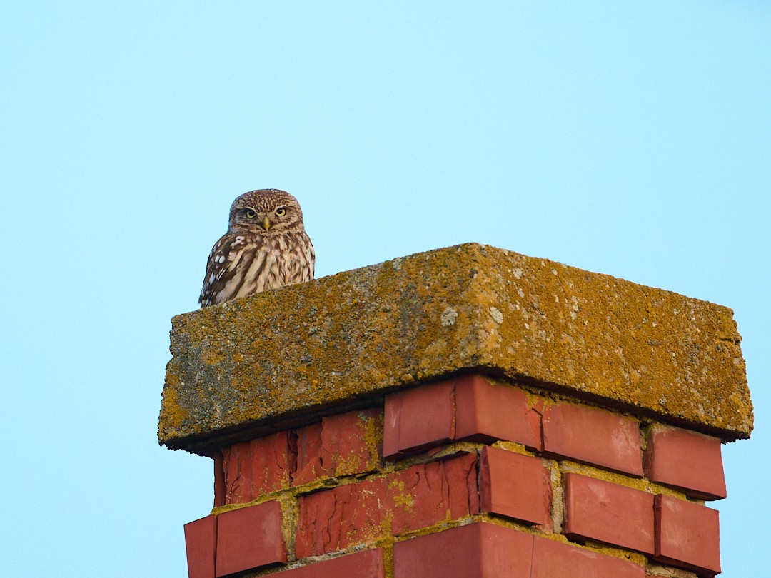 Little Owl - ML646413477